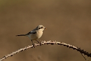 Steppe grey shrike